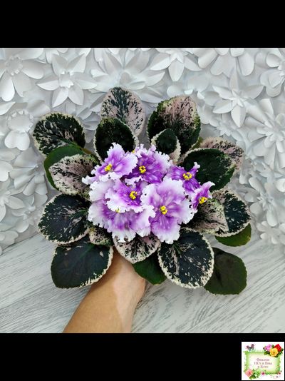 Dn-Дух Різдва (Д. Денисенко) 2020 г.