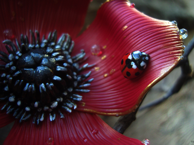 "Волшебный мак Весенницы", нарядная брошь с божьей коровкой и капельками