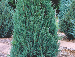 Можжевельник скальный Blue arrow, ком, 140-160 см
