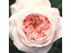 Клер Роуз  (Claire Rose (AUSlight))  роза