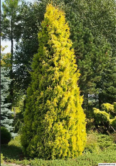 Туя Голден Брабант одна - Красовский-Сад.рф