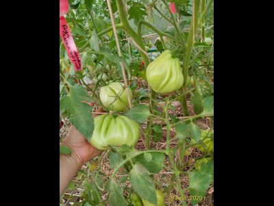 Томат Кунео гигантская груша (Cuneo Giant Pear) США