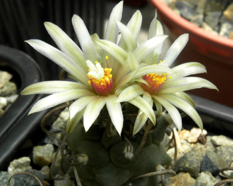 Turbinicarpus klinkerianus SB 275 (семена)