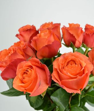 Хай интенз, Ч/Г.