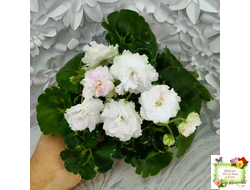 МТ-Кокилье (М. Тотиева) 2023 г.