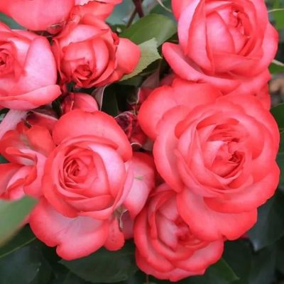 Антик 89(Antique 89)