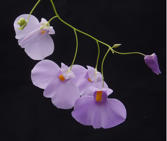 Пузырчатка - Utricularia longifolia