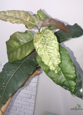 Ficus Altissima ‘New Clon’ / фикус алтиссима нью клон