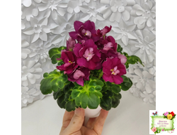 ВаТ-Супер Мама (Т.Валькова) 2020 г.