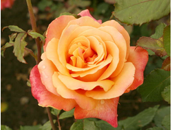 Лолита, Ч\Г, Kordes