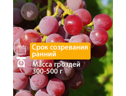 Кишмиш Эйнсет Сидлис