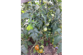 Медная река, дет, 70 см