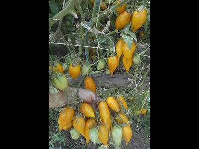Томат Золотая канарейка