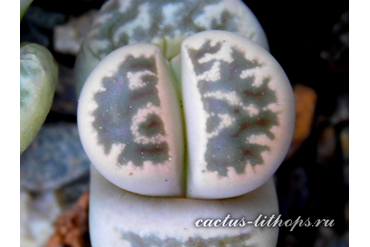 Lithops karasmontana ssp.bella C295