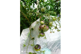 Сорт Росомаха. Сложные обильные кисти.