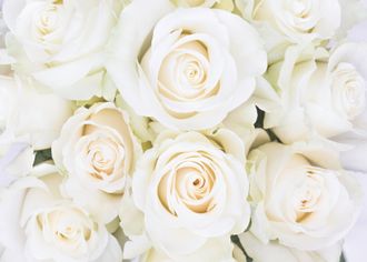 Фотообои Симфония "Белые розы"