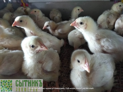 Курица от фермера зернового откорма купить | Ферма СытникЪ