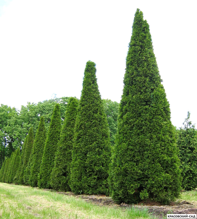 Туя Смарагд - Smaragd 5 метров