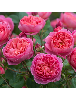 Боскобель (Boscobel)