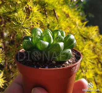 Haworthia cooperi Obtusa