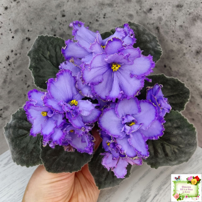 Blue Dragon (LLG/P.Sorano) (9516) 12/17/2005