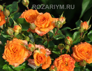 РОЗЫ СПРЕЙ, ПАТИО, ПОЛИАНТОВЫЕ, БОРДЮРНЫЕ - Келли (KELLY)
