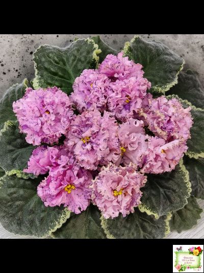 АВ-Розовое Шампанское (Фиалковод) 2020 г.