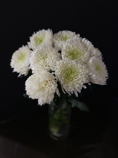 Хризантема одноголовая 9 шт