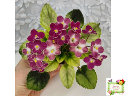 Mac's Scorching Sun (G. McDonald) (лист посажен 29.10.25)