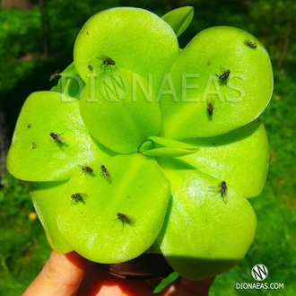 Pinguicula Tina