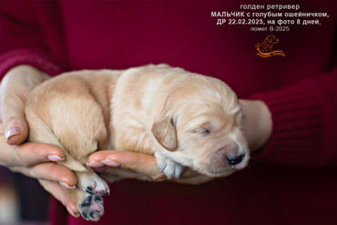 Мальчик с ГОЛУБЫМ ошейничком, 8 дней