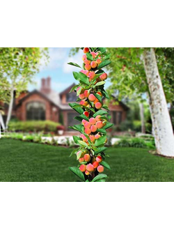 Абрикос колоновидный "Санни", ОКС