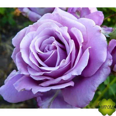 РОЗА ПЛЕТИСТАЯ КЛАЙМИНГ БЛЮ МУН