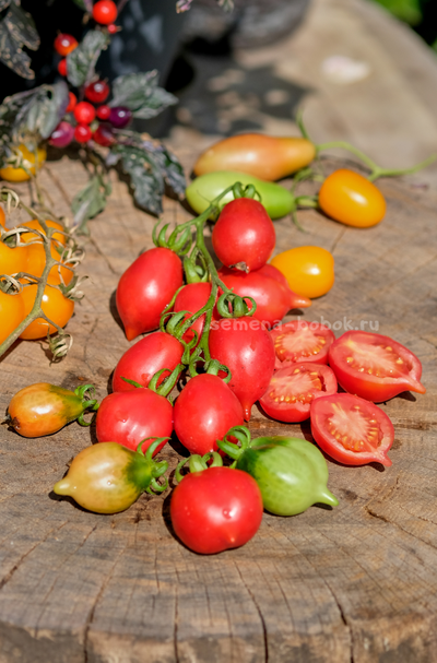 Томат Маленькое смущение Керстин (Kerstin`s piennolo), 10 шт