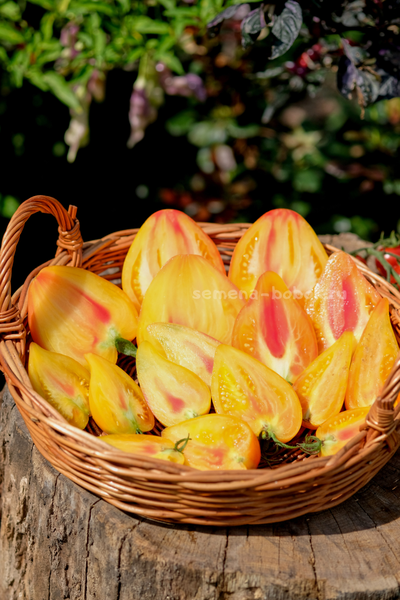 Томат Апельсиновое Манго, 10 шт