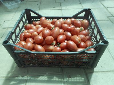 Томат Колокола России