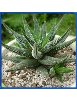 Haworthia attenuata v. radula