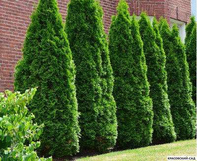 Туя Колумна - Columna