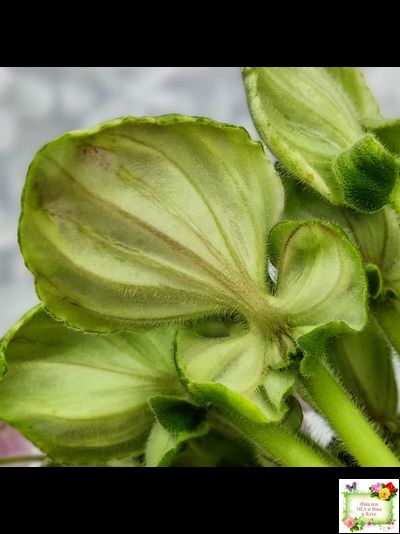 LV-Мариночка (Л. Шевелева) 2023 г. (клакамас бастл-листва с кроновой пестролистностью)