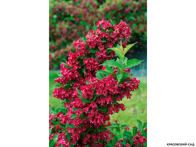 Вейгела Ред Принс