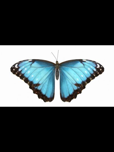 Букет пионовидных роз с большой бабочкой    "Весенний ветер" с тропической бабочкой №3