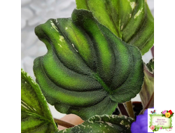 LV-БИГ (Л. Шевелева) 2024 г. трейлер (лист с детками посажен 15.08.25)