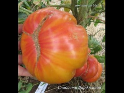 Томат Сладости Вирджинии (Virginia Sweets, США)