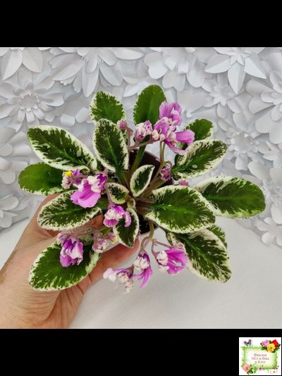 Hodss-Cassandra (Яна Ходченко) 2020 г. (пестролистный лонг с бастл-листвою)