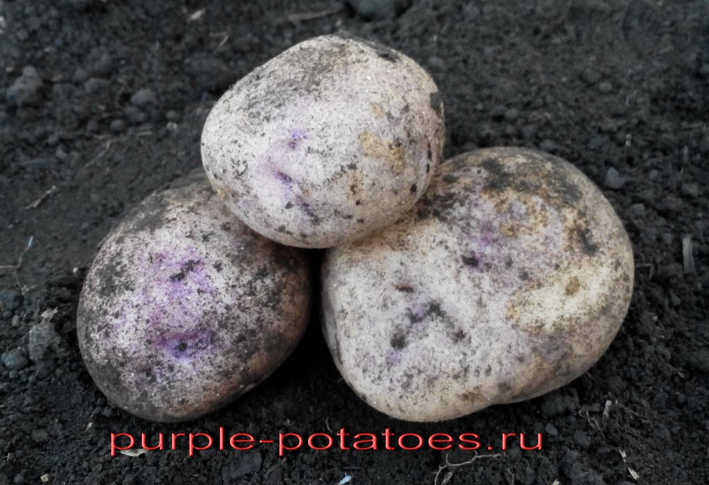 Цветы картофеля Синеглазки