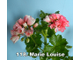 Пеларгония Marie Louise