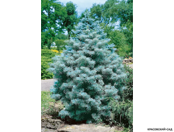 Пихта одноцветная Компакта - фото в саду - красовский-сад.рф