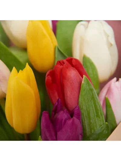 Букет из 15 тюльпанов: микс