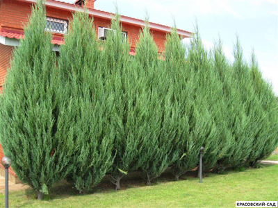 Можжевельник Блю Эрроу 6 метров