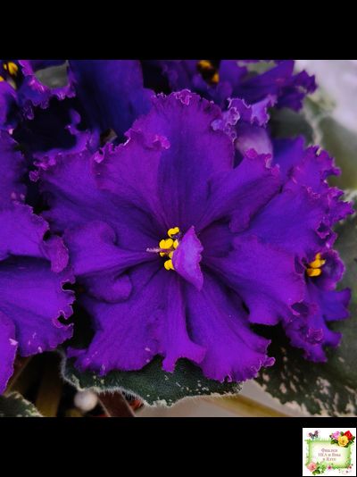 РМ-Черный Оникс (Н. Скорнякова) 2023 г.